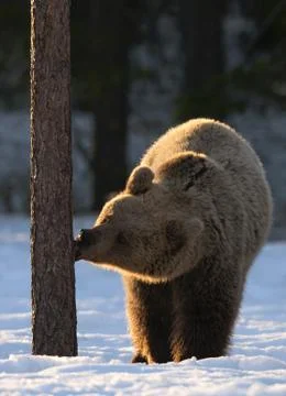 Bear licks the pine tree in winter forest. Front view, backlit, sunset light. Stock Photos