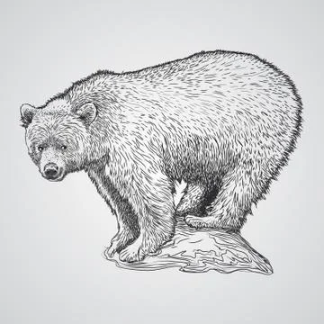 Bear-lineart Stock Illustration