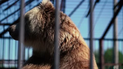 Bear locked in a cage located in a zoo Stock Footage 201470294