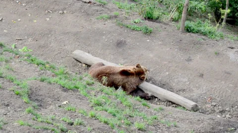 Bear with Log 1 Stock Footage 32189958