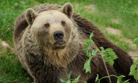 Bear look to camera Stock Photos