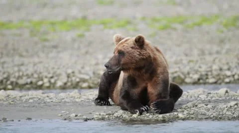 Bear looking around Stock Footage 10574299