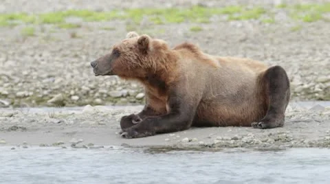 Bear looking around Stock Footage 10578908