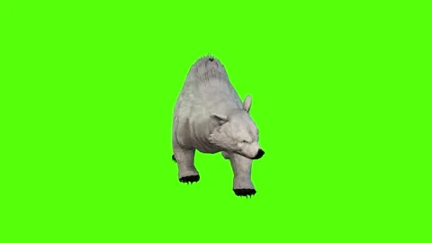 Bear Looking Around Green Screen Animation 4K Rendering Stock Footage 295557437