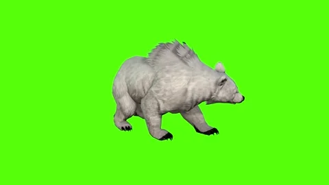 Bear Looking Around Green Screen Animation 4K Rendering Stock Footage 295557444