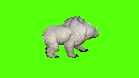 Bear Looking Around Green Screen Animation 4K Rendering Stock Footage 295557462