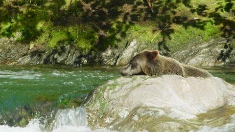 A bear is looking for fish in the river. Then climb onto the rocks in the water. Stock Footage 240923601