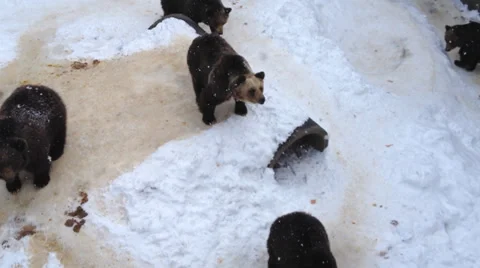 Bear Looking for Food Stock Footage 36122166