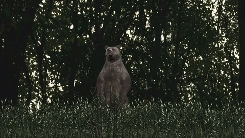The bear looking for a prey. Stock Footage 121816231