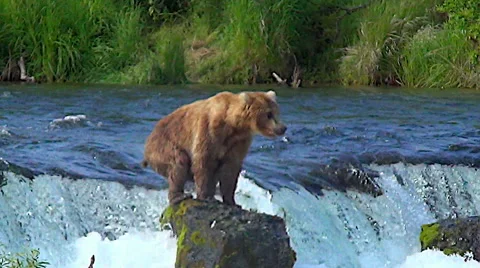 Bear Looking for Salmon on Rock Overlooking Brooks Falls Stock Footage 51113114