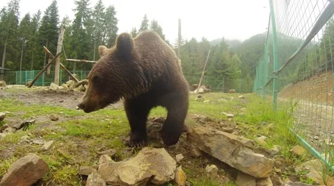 Bear is looking for something in the rocks, bear resort Stock Footage 40399003