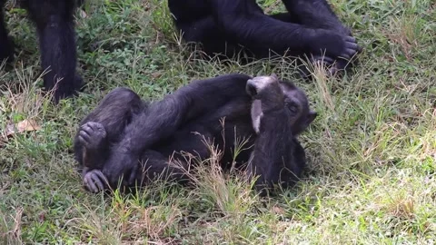 A bear lying on top of a grass covered field Stock Footage 155357992