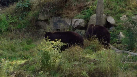Bear mating pair in front of cave Stock Footage 292675174