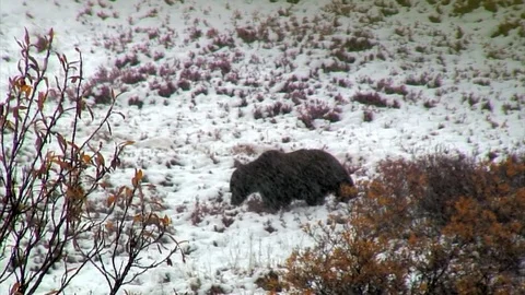 Bear Meandering In Snow Flurry Stock Footage 92401361