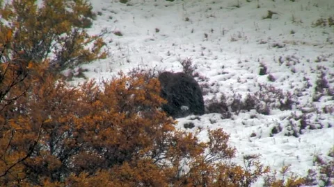 Bear Meandering In Snow Flurry Stock Footage 92631870