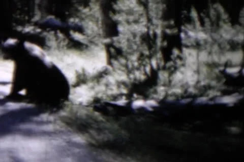 Bear Montage Stock Footage 24670047