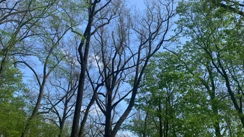 Bear Mountain State Park During Coronavirus Pandemic 4k 60fps Stock Footage 130934708