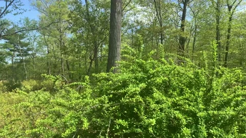 Bear Mountain State Park During Coronavirus Pandemic 4k 60fps Stock Footage 130934918