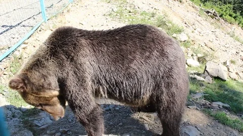 Bear in the mountains 库存影片 81232287