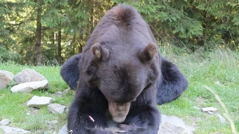 Bear in the mountains 库存影片 81232408