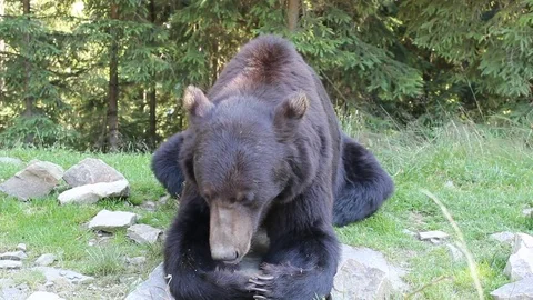 Bear in the mountains Stock-Footage 81232472