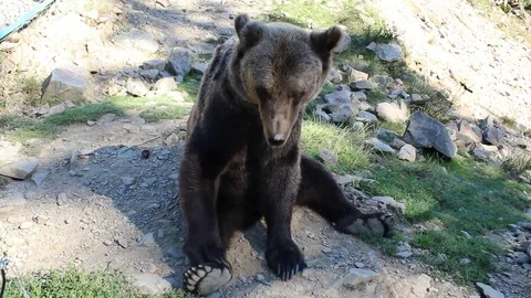 Bear in the mountains 库存影片 81232530