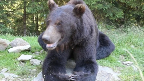 Bear in the mountains 库存影片 81232538