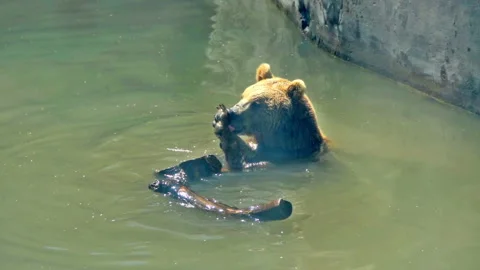 Bear neck and neck licking its paws Stock Footage 112378425