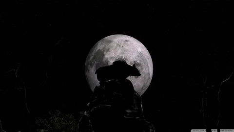 The bear at night Video stock 122263752