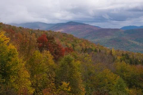 Bear Notch Red Tree Stock Photos