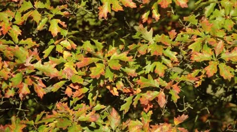 Bear oak (Quercus ilicifolia) Video stock 18007599