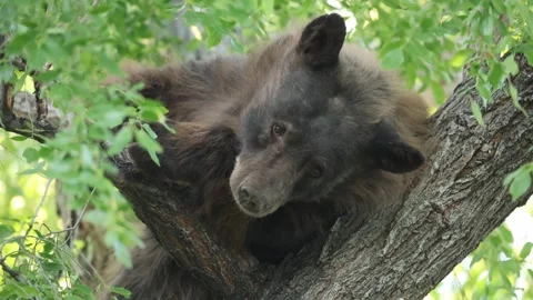 Bear observing its surroundings from above. Stock Footage 340109261