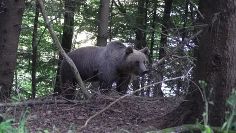 Bear with one mute leg walking through the forest 40 Vídeos de archivo 248465599