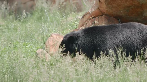 Bear Outside Stock Footage 170732403