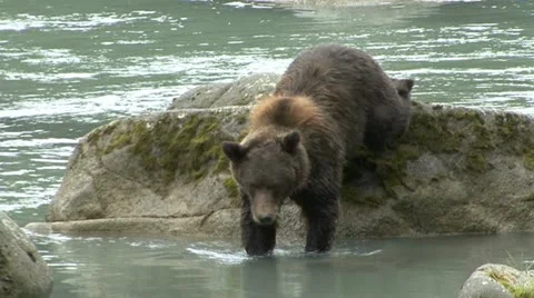 BEAR OVER BOULDERS 库存影片 15863801