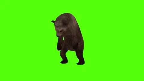 Bear Paraylized Green Sccreen Animation 4k Rendering Stock Footage 296262939