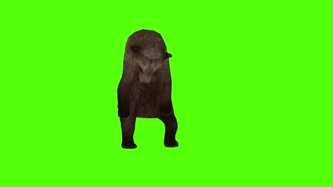 Bear Paraylized Green Sccreen Animation 4k Rendering Stock Footage 296262944
