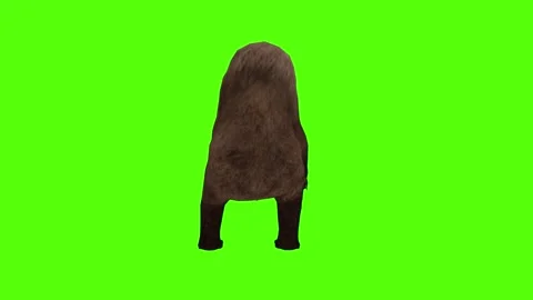 Bear Paraylized Green Sccreen Animation 4k Rendering Stock Footage 296262945