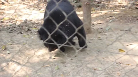Bear in a Park enclosure Stock Footage 138633120