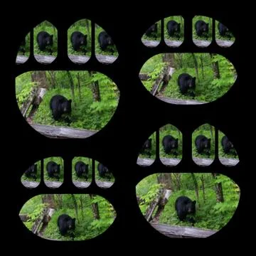 Bear Paw Collage (2) Stock Photos