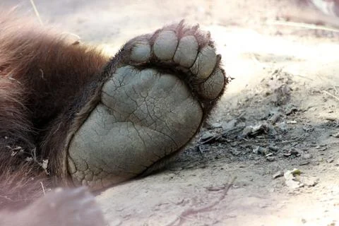 Bear paw Stock-Fotos