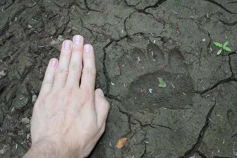 Bear paw print with hand for scale Stock Photos