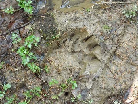 Bear Paw Print Mud Forest Ground Pine Needles Leaves Foto stock