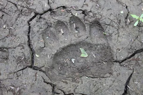 Bear paw print Stock Photos