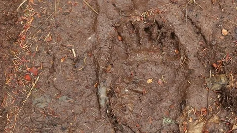 Bear paw track in mud Stock Footage 72231868