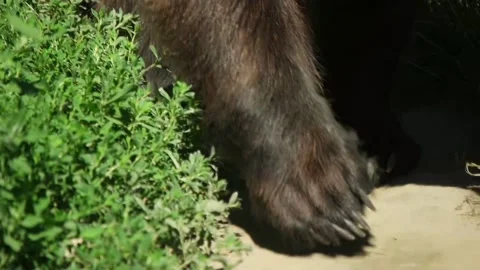 Bear paws are walking, slow motion Stock Footage 90770112