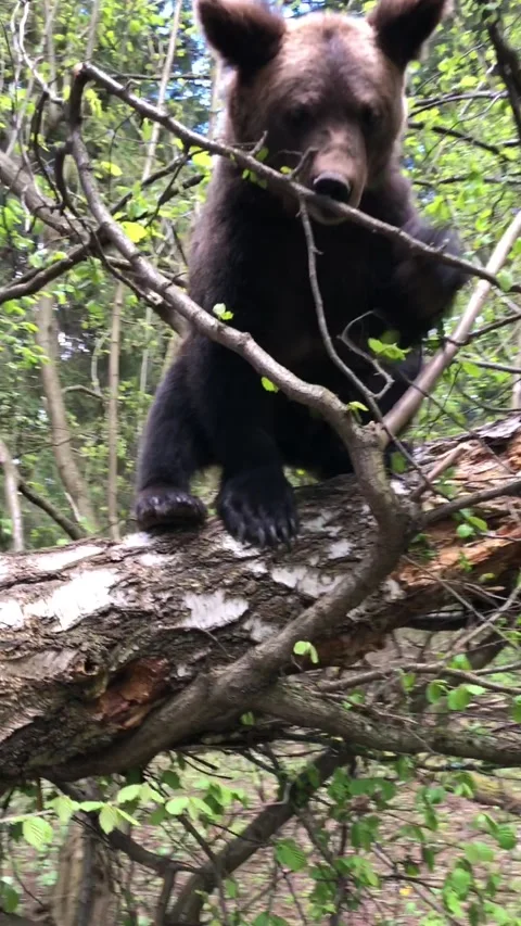 Bear paws, claws Video stock 144215096