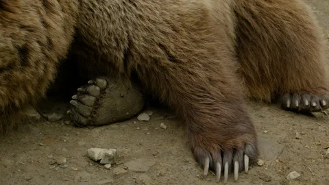 Bear paws close up Stock Footage 154401623
