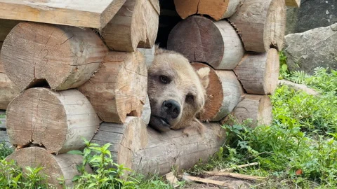 Bear Peeking From Log Cabin Stock Footage 328612595