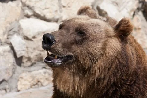 Bear Stock Photos